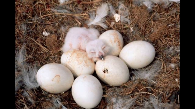 14 января / Королева тундры смотреть онлайн