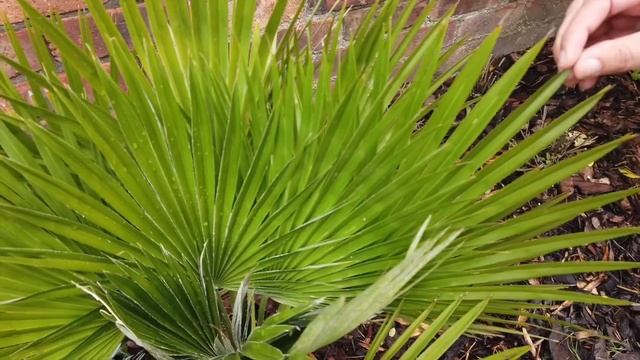 Chamaerops Humilis vulcano fan palm tough realiable in my walled garden