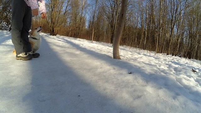 Команда АУТ | Учим обход предметов | Дрессировка собак
