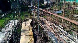 Виноград. Весна . Пришло время поднять и  подвязать лозу винограда .