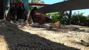 Гондурас с веселым гидом