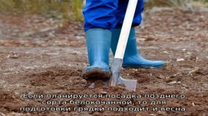 Что можно сажать после капусты