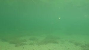 Кренк STRIKE PRO AQUAMAX CRANK 50 подводные съемки проводка игра воблера