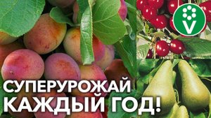 ЭТО НУЖНО ПЛОДОВОМУ САДУ УЖЕ СЕЙЧАС! Чем подкормить и как защитить сад во второй половине лета