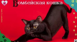 Алфавит в 4 лапы/Б: Бомбейская кошка/История породы/характер/отличительные черты и качества_