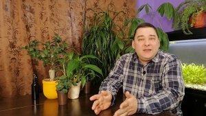 ? ПЕЛАРГОНИЯ ЗОНАЛЬНАЯ