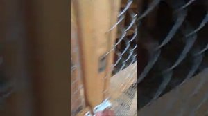 Сарай для индоуток своими руками от Елены Петровны