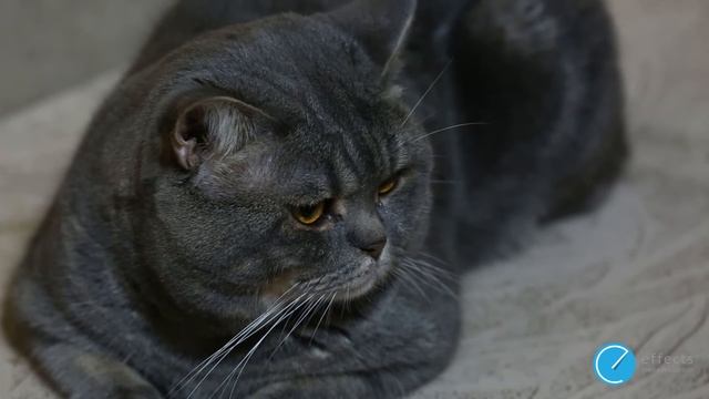 Вислоухие котята о породе