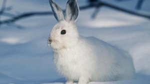 17 декабря праздник День Варвары. Что делать нельзя. Народные приметы и традиции.