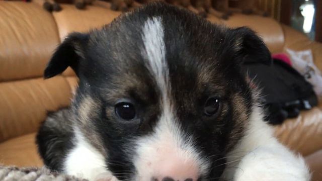 Эльнара Счастливая из Лошадкино смотреть онлайн