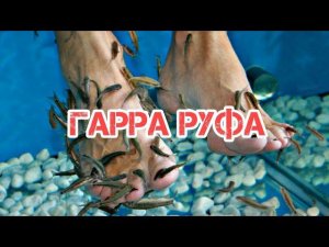 ГАРРА РУФА. РЫБКА- ДОКТОР