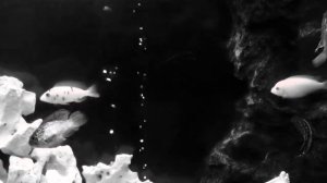 человек, который спит (2019) короткометражка