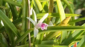 Laelia lundii описание и уход.