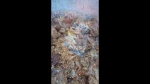 Баранина с картофелем(Болтушка)