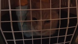 Перевозка КОТа на САПСАНе | поездка с животным в сидячем вагоне, питомец в поезде кошка собака птиц