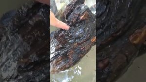 Как ухаживать за лягушками, спасение лягушек