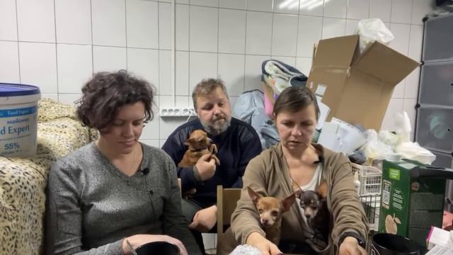 Спасение животных/ Вечерний стрим в приюте «Хвостатое счастье»/ У нас гости