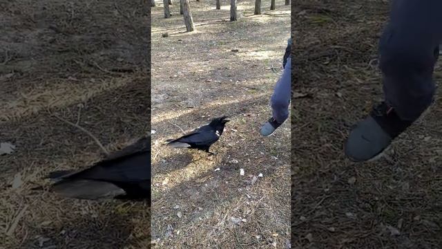 Позитив Злой ворон.(4) смотреть онлайн