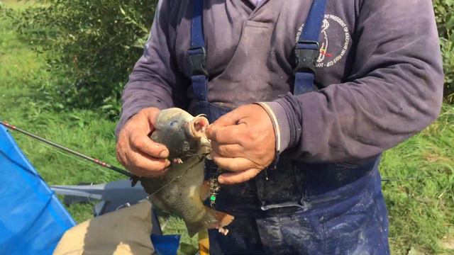 Прямое включение с общего водоёма , Михалыч в деле !!! смотреть онлайн