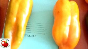 Лучшие сорта сладкого перца для Урал