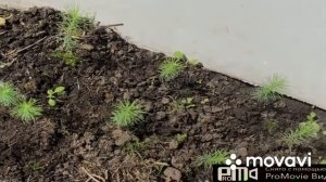 На сколько выросли ели?(посаженные семенами)за год