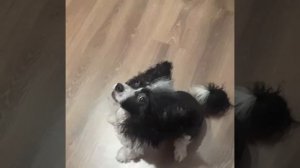 китайская хохлатая собака. Пуховка. КХС.