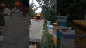 Пасека Братьев Коноваловых. Отбор мёда из ульев, качка мёда 2023