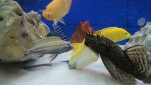 Аквариум с цихлидами