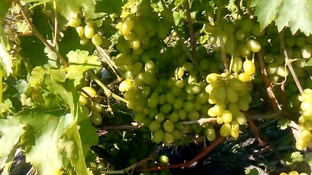 Виноград Новый Подарок Запорожью смотреть онлайн