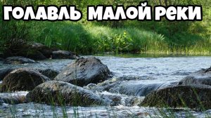 Голавль малой реки, разведка новых мест в лен. области.