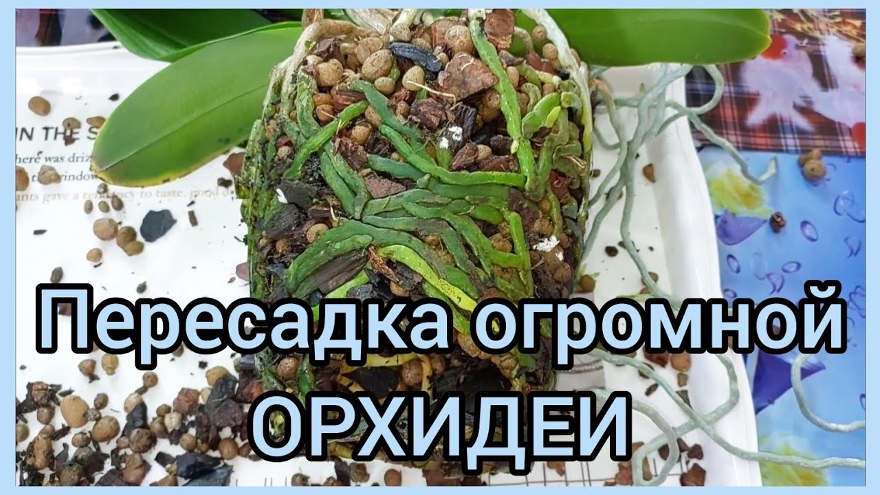 Мечта сбылась?Дорастила ОРХИДЕЮ до горшка в 5л? #Пересадка огромной #орхидеи #фаленопсис #цветы