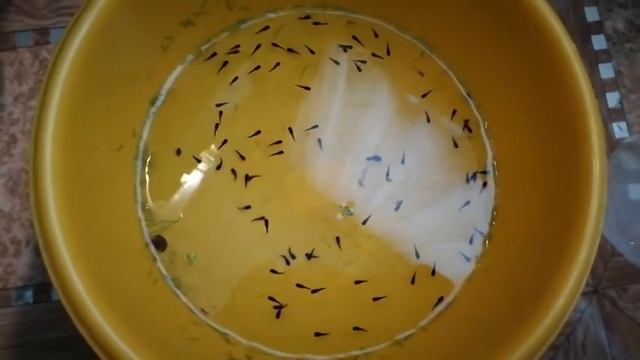 Рекорд по родам у черной моллинезии . смотреть онлайн