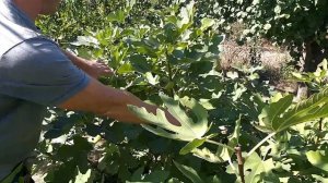 Беспроблемные плодово ягодные растения.