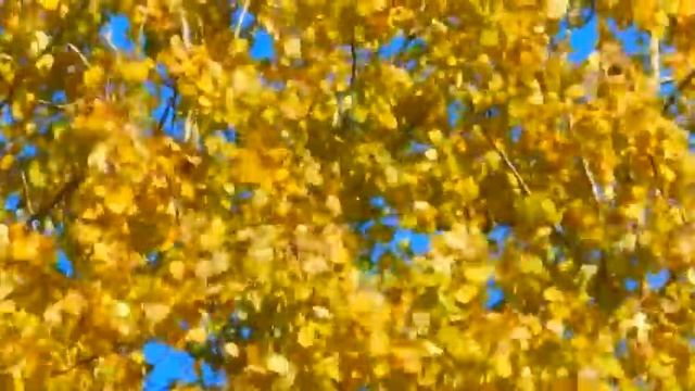 дрожащая осина смотреть онлайн