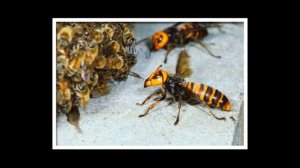 САМАЯ БОЛЬШАЯ ОСА В МИРЕ ГДЕ ЖИВЕТ И ЧЕМ ОПАСНА