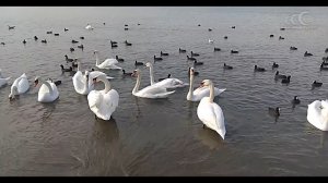 Лебеди на море в Анапе