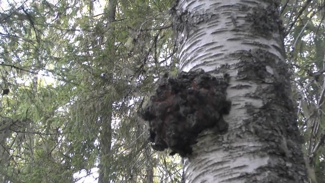 Берёзовая сувель. смотреть онлайн