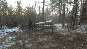 №11. Участок в тайге. Заготавливаем брёвна для землянки