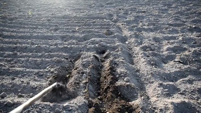 Быстро сажаем картошку | 20 секунд и всё готово смотреть онлайн