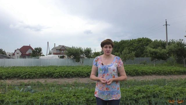 Лук пошел в стрелку, что делать? Почему так произошло? Можно ли спасти урожай и сохранить зимой?