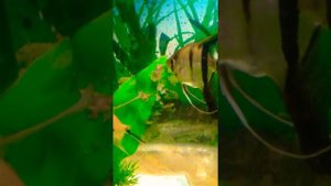 как развести мальков скалярии. и подобрать корм чтобы они выжили.