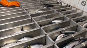 СКУМБРИЯ. Все о рыбе и рецепт скумбрии пряного посола !