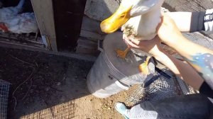гуси и утки, гуси на даче, гуси орут а утки крякают, поймали утку на даче / ВЛОГ