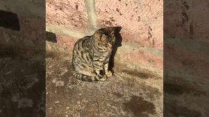 Пенёк -столик. Сделал муж . #пенекстолик #пенек #подставка #столик