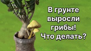 Адениум завел себе «Друзей». Грибы в грунте! Это вредно для растения? Что делать? 9 августа 2024 г