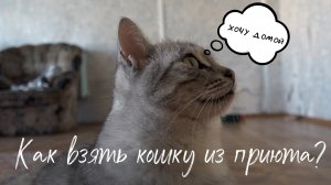 КАК ВЗЯТЬ КОШКУ ИЗ МУРРДОМА?