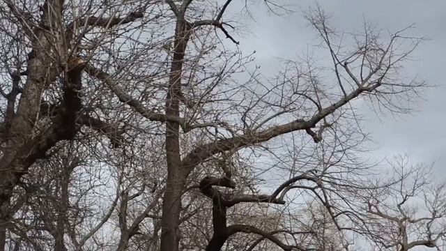 РОБОТЫ ДОСТАВЛЯЮЩИЕ ЕДУ | ВЕНСКИЕ ВАФЛИ | КОРМИМ УТОК В ГОРОДСКОМ ПАРКЕ | #день11 || TLJ VLOG смотреть онлайн