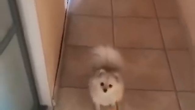 Сдавайся немецкий шпиц