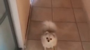 Сдавайся немецкий шпиц