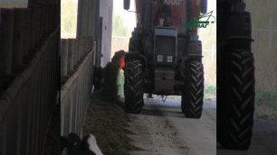 Кормление коров на молочной ферме, сено и солома измельченная, сочная трава, видео.mp4